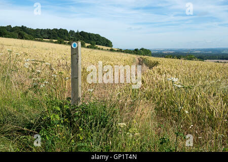 Footpath sign and path cut through stages of a winter wheat field on the North Wessex Downs in late July Stock Photo