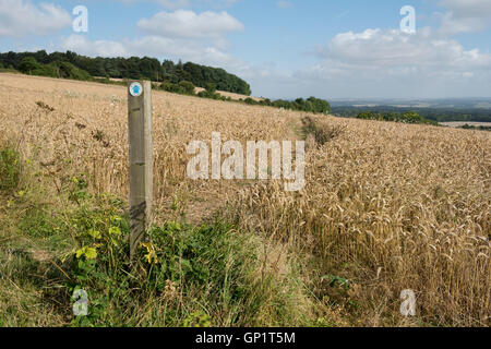 Footpath sign and path cut through stages of a ripe winter wheat field on the North Wessex Downs in August Stock Photo