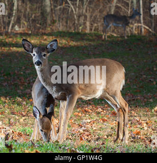 Whitetail deer doe close to an older fawn as it eats Stock Photo