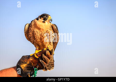 Portrait of Peregrine Falcon on a trainer's glove Stock Photo