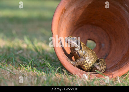 Rana Temporaria. Common garden frog in a terracotta flowerpot. UK