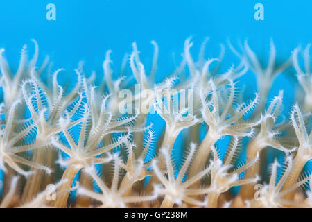 Polyps of Sea Rod, Plexaurella sp., Turneffe Atoll, Caribbean, Belize