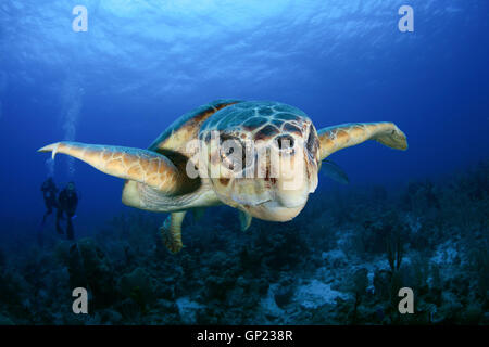 Loggerhead Sea Turtle, Caretta caretta, Turneffe Atoll, Caribbean, Belize Stock Photo