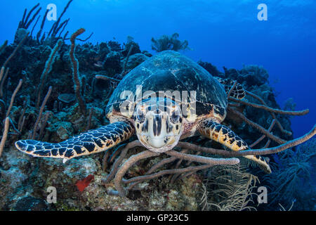 Hawksbill Sea Turle, Eretmochelys imbricata, Turneffe Atoll, Caribbean, Belize Stock Photo