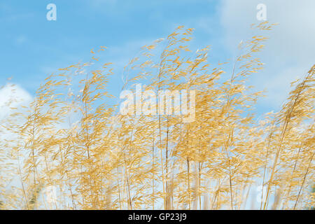 Stipa gigantea 'Gold Fontaene' . Golden oats. Giant feather grass. Panoramic Stock Photo