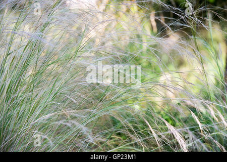 Stipa tenuissima. Feather grass in a garden border. Stock Photo