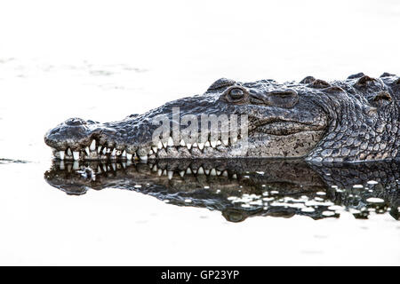 Head of American Crocodile, Crocodylus acutus, Turneffe Atoll, Caribbean, Belize Stock Photo