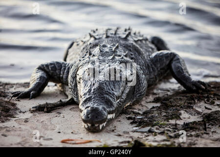 American Crocodile, Crocodylus acutus, Turneffe Atoll, Caribbean, Belize Stock Photo