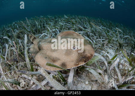 Lesser Electric Ray, Narcine bancroftii, Turneffe Atoll, Caribbean, Belize Stock Photo