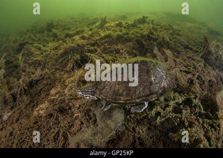 Common Musk Turtle, Sternotherus odoratus, Massachusetts, Cape Cod, USA Stock Photo