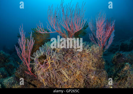 Red Gorgonian Whip Coral, Lophogorgia chilensis, Channel Islands, California, USA Stock Photo