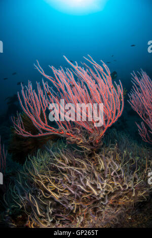 Red Gorgonian Whip Coral, Lophogorgia chilensis, Channel Islands, California, USA Stock Photo