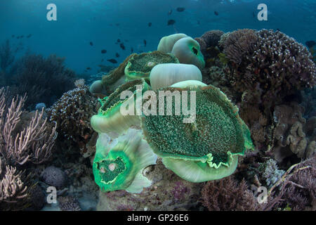 Giant Cup Mushroom Coral, Amplexidiscus fenestrafer, Komodo National Park, Indonesia Stock Photo