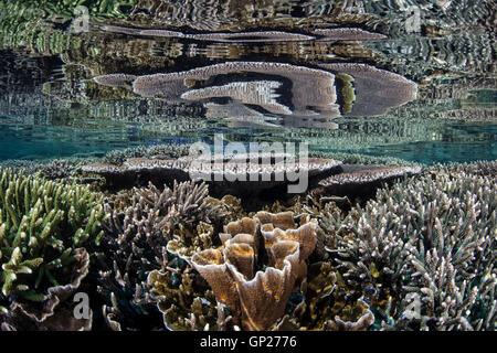 Various Corals growing on Reef Top, Komodo National Park, Indonesia Stock Photo
