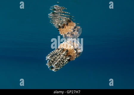 Golden Jellyfish, Mastigias papua, Micronesia, Palau Stock Photo