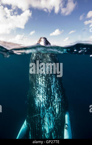 Spyhopping Humpback Whale, Megaptera novaeangliae, Silver Bank, Atlantic Ocean, Dominican Republic Stock Photo