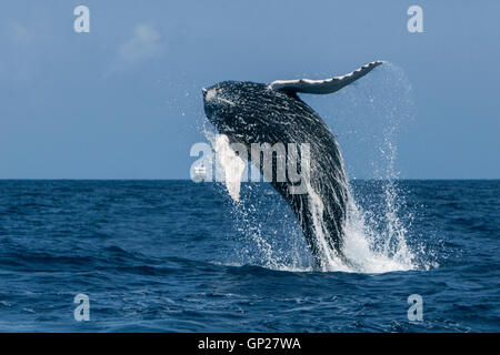Breaching Humpback Whale, Megaptera novaeangliae, Silver Bank, Atlantic Ocean, Dominican Republic Stock Photo