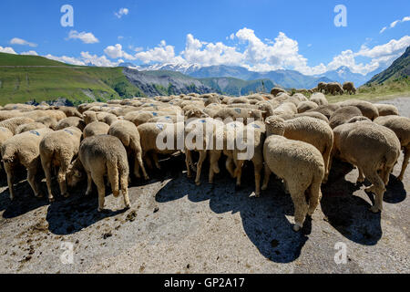 Flock of sheep (Ovis aries) on the middle of the road in the French Alps, near Clavans-en-Haut, Isere, Oisans, France, Europe Stock Photo