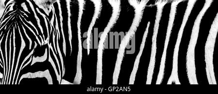 Zebra Stripes Stock Photo