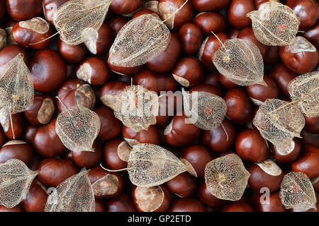 Dried fruits of Cape gooseberry on chestnuts Stock Photo