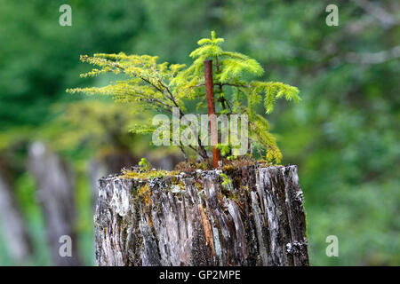 Sitka spruce seedling growing on rotten marine piling Wrangell Island Inside Passage Southeast Alaska USA Stock Photo