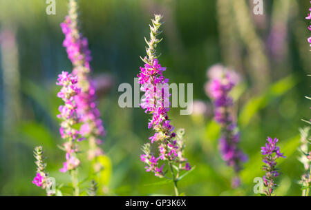 Lythrum salicaria, (Purple loosetrife) weed flower at a lakeside.  It is a flowering plant belonging to the family Lythraceae. Stock Photo