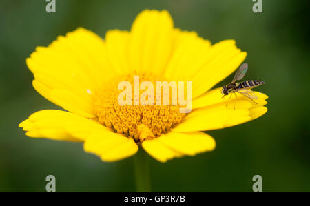 A wasp perches on a yellow flower in Prado del Rey, Sierra de Cadiz, Andalusia, Spain Stock Photo