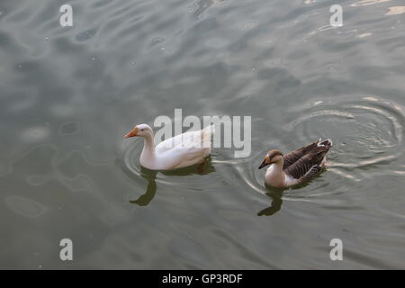 Pair of ducks with smooth, silky feather floating quietly on water in a lake Stock Photo
