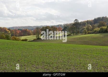 Development of a winter wheat crop from seedling to harvest, Berkshire, seedling, October Stock Photo