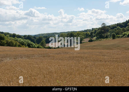 Development of a winter wheat crop from seedling to harvest, harvested, Berkshire, August Stock Photo