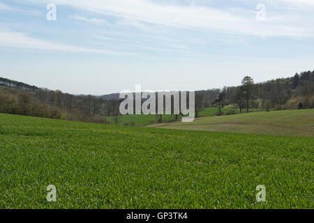 Development of a winter wheat crop from seedling to harvest, spring. Berkshire, April Stock Photo