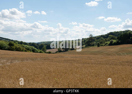 Development of a winter wheat crop from seedling to harvest, harvested, Berkshire, August Stock Photo