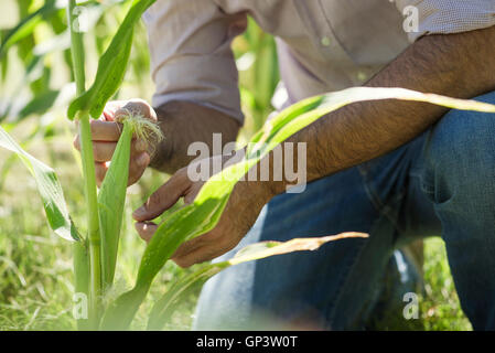 Man examining corn in field Stock Photo