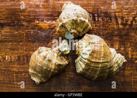 Sea shells on a dark wood background Stock Photo