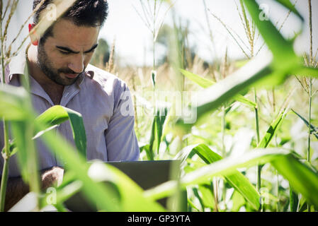 Researcher using laptop computer while collecting data in cornfield Stock Photo