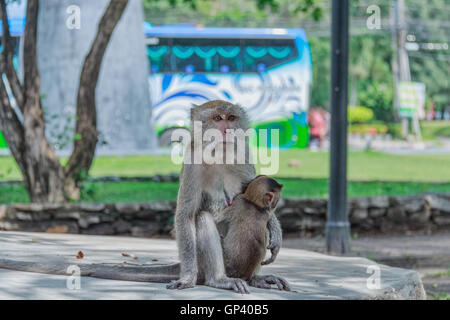 Monkey or ape is the common name of the chordate phylum. Mammal Stock Photo