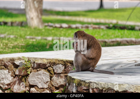 Monkey or ape is the common name of the chordate phylum. Mammal Stock Photo