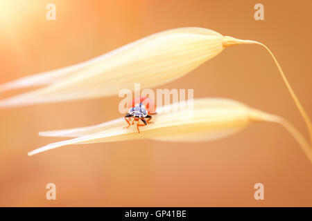 Ladybug on the wheat, cute little red ladybird sitting on the gold dry ripe wheat stem over sunset background, autumn harvest Stock Photo