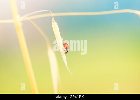 Lady beetle sitting on the gold dry wheat stem on bright sunny day, beautiful nature of countryside, autumn harvest season Stock Photo