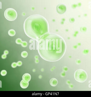 Human cell, animal divides into two cells. Medicine scientific, life ...