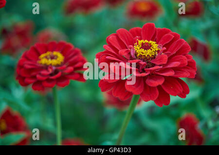 Two red zinnia zinnias close up Stock Photo