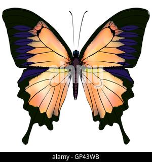 Butterfly. Orange and yellow isolated illustration on white background Stock Vector