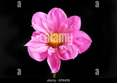 Magenta Dahlia flower isolated against a black background Stock Photo