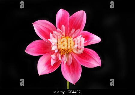 Dahlia flower isolated against a black background Stock Photo