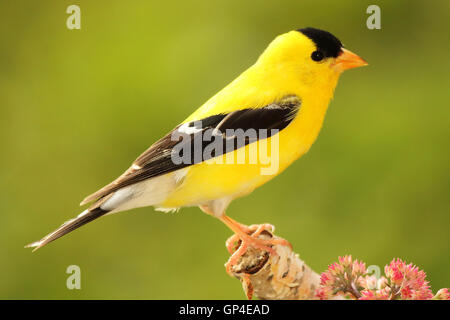 A male American Goldfinch on a close perch. Stock Photo