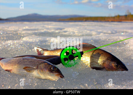 Caught grayling on melting spring ice. Original fishing Stock Photo
