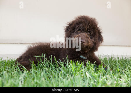 cute curly haired chocolate brown labradoodle puppy dog lays in the grass with grass on his face by a blank wall. Stock Photo