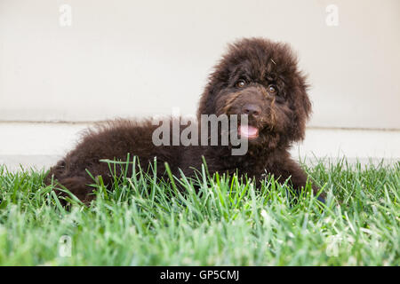 cute curly chocolate labradoodle puppy dog by beige wall lays in the grass.  He has grass all over his face and is smiling. Stock Photo