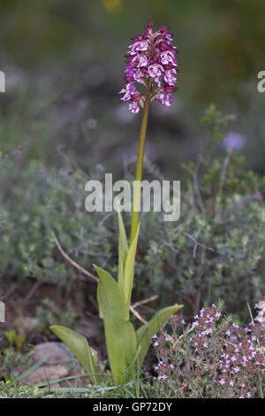 Lady Orchid (Orchis purpurea) Stock Photo