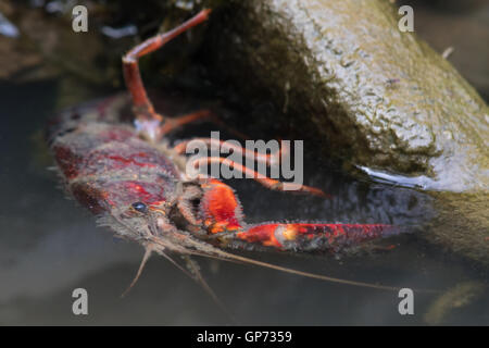 Red Swamp Crayfish (Procambarus clarkii) warming itself in the early morning sun at the surface of a flooded ditch Stock Photo
